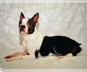 Father of the Boston Terrier puppies born on 07/22/2025