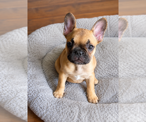 French Bulldog Puppy for sale in SAINT LOUIS, MO, USA