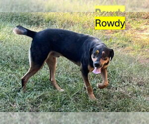 ROWDY - COMING SOON! - Male Treeing Walker Coonhound-Unknown Mix Dog for Adoption - Photo #4