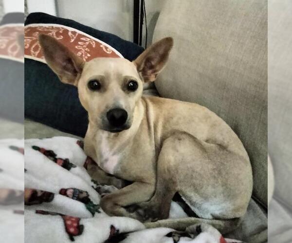 Medium Photo #6 Chihuahua-Whippet Mix Puppy For Sale in San Diego, CA, USA