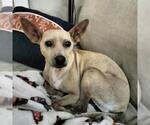 Small #5 Chihuahua-Whippet Mix