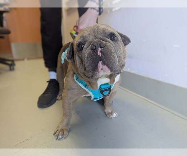 Medium Photo #1 French Bulldog Puppy For Sale in Santa Cruz, CA, USA