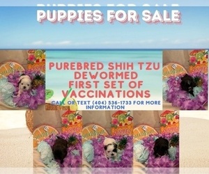 Shih Tzu Litter for sale in RIVERDALE, GA, USA