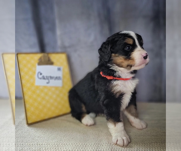Medium Photo #4 Bernese Mountain Dog-Cavalier King Charles Spaniel Mix Puppy For Sale in CUBA CITY, WI, USA