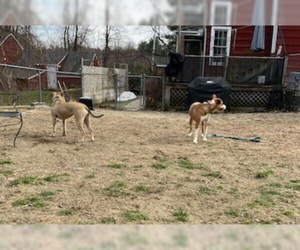 Medium Photo #2 American Staffordshire Terrier-Chinese Shar-Pei Mix Puppy For Sale in WESTHAMPTON, MA, USA