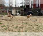 Small #1 American Staffordshire Terrier-Chinese Shar-Pei Mix
