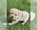 Small #16 Poodle (Toy)