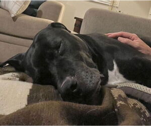 Kolby - Male American Staffordshire Terrier-Unknown Mix Dog for Adoption - Photo #5
