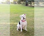 Small #2 American Pit Bull Terrier Mix