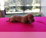 Small Photo #6 Dachshund Puppy For Sale in MILAN, TN, USA