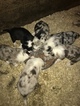Small Photo #1 Border Collie Puppy For Sale in JEFFERSON, OH, USA
