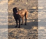 Small Photo #1 Labrador Retriever Puppy For Sale in COLCORD, OK, USA