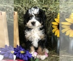 Small Photo #3 Miniature Bernedoodle Puppy For Sale in LEO, IN, USA