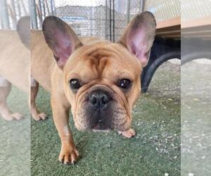 French Bulldog Dogs for adoption in Woodland, CA, USA