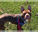 Small #1 American Staffordshire Terrier Mix