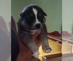 Puppy Puppy 2 Alaskan Klee Kai