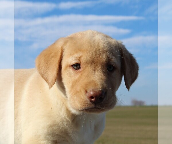 Medium Photo #5 Labrador Retriever Puppy For Sale in HAGERSTOWN, MD, USA