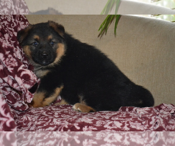 Medium Photo #4 German Shepherd Dog Puppy For Sale in GREENWOOD, WI, USA