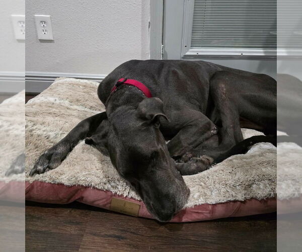 Medium Photo #4 Great Dane Puppy For Sale in Bullard, TX, USA