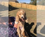 Small Photo #1 Goldendoodle Puppy For Sale in QUITMAN, AR, USA