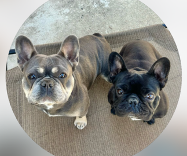 Medium Photo #1 French Bulldog Puppy For Sale in CHULA VISTA, CA, USA