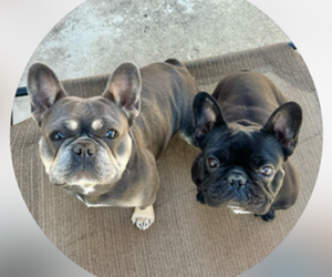 Father of the French Bulldog puppies born on 03/01/2025