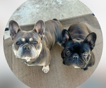 Small Photo #1 French Bulldog Puppy For Sale in CHULA VISTA, CA, USA