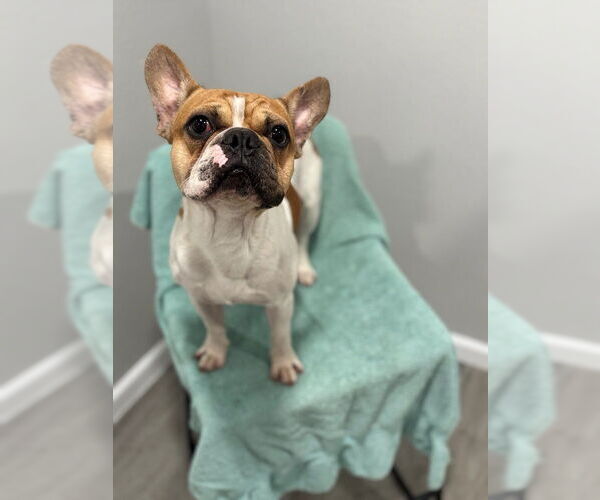 Medium Photo #3 French Bulldog Puppy For Sale in Oak Bluffs, MA, USA