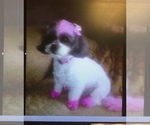 Small Photo #16 Zuchon Puppy For Sale in CENTRAL SQUARE, NY, USA