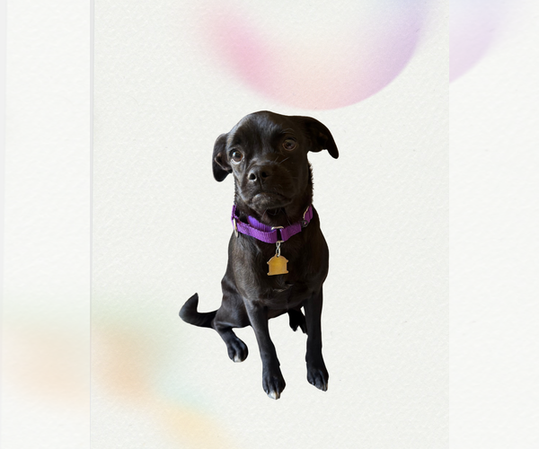 Medium Photo #1 Pug-Unknown Mix Puppy For Sale in Seal Beach, CA, USA