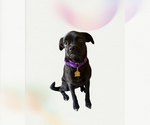 Small Pug Mix