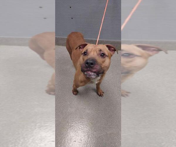 Medium Photo #1 American Pit Bull Terrier-Unknown Mix Puppy For Sale in Las Vegas, NV, USA