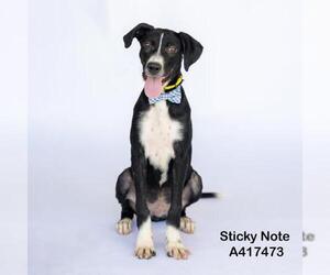 Labrador Retriever-Unknown Mix Dogs for adoption in Conroe, TX, USA