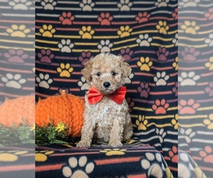 Poodle (Miniature) Puppy for sale in KIRKWOOD, PA, USA