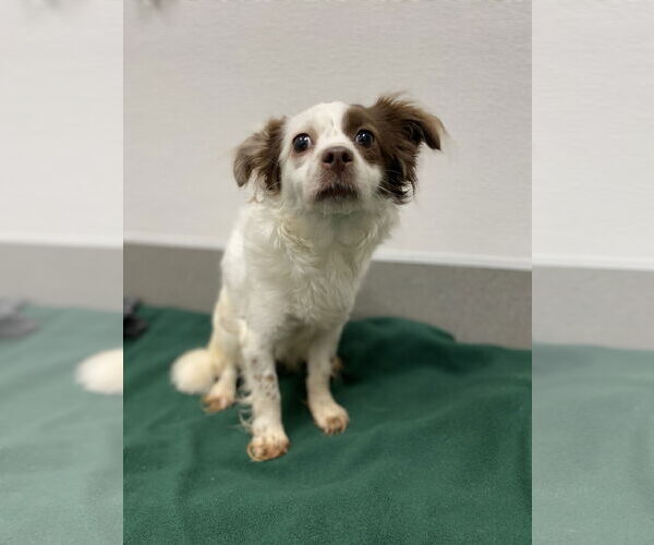 Medium Photo #8 Chihuahua-Spaniel Mix Puppy For Sale in San Francisco, CA, USA