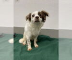 Small #7 Chihuahua-Spaniel Mix