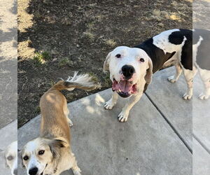 Pluto - Male American Bulldog-Unknown Mix Dog for Adoption - Photo #5