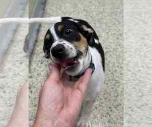 Jack Russell Terrier-Unknown Mix Dogs for adoption in Mechanicsburg, PA, USA