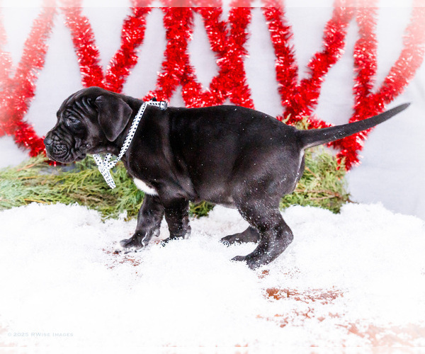 Medium Photo #6 Great Dane Puppy For Sale in WAKARUSA, IN, USA