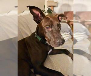 Staffordshire Bull Terrier-Unknown Mix Dogs for adoption in Sacramento, CA, USA