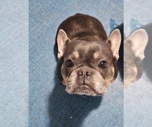 Mother of the French Bulldog puppies born on 04/10/2026