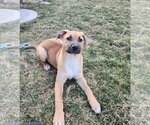 Small Photo #3 Mutt Puppy For Sale in Fenton, MO, USA