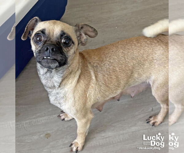 Medium Photo #2 Pug-Unknown Mix Puppy For Sale in Washington, DC, USA