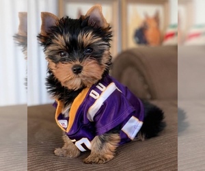 Australian Yorkshire Terrier Puppy for sale in ADVANCE, NC, USA