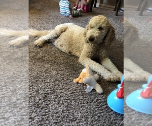 Father of the Goldendoodle puppies born on 06/22/2019