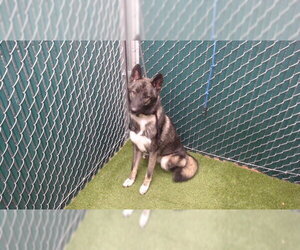 Siberian Husky Dogs for adoption in Downey, CA, USA