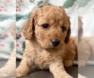 Medium Cavapoo (Miniature)