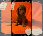 Puppy Puppy 3 Double Doodle