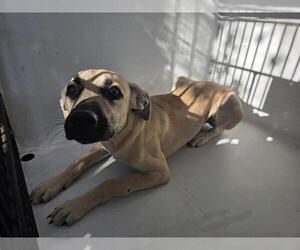 Labrador Retriever-Unknown Mix Dogs for adoption in Houston, TX, USA