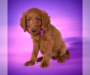 Goldendoodle (Miniature) Puppy for sale in ORANGE PARK, FL, USA